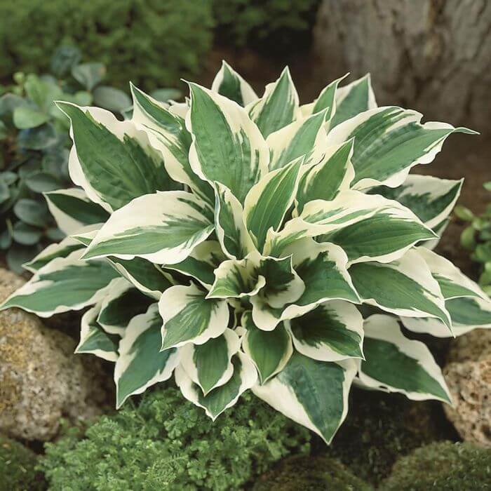 Patriot Hosta Seeds - Flower Plant