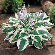 Patriot Hosta Seeds - Flower Plant