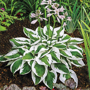 Patriot Hosta Seeds - Flower Plant