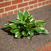 Patriot Hosta Seeds - Flower Plant