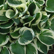 Patriot Hosta Seeds - Flower Plant