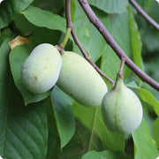 Cultivated Improved Pawpaw Seeds