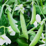 Pea Seeds - All In One For Home Gardens