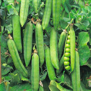 Pea Seeds - All In One For Home Gardens