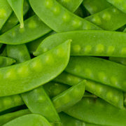 Oregon Sugar Pea Seeds
