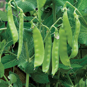 Oregon Sugar Pea Seeds