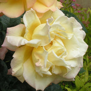 Peace Rose Seeds