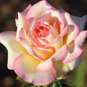 Pale Pink Osiria Rosa spp. Seeds