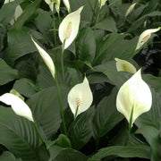 Peace Lily Seeds