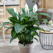 Peace Lily Seeds