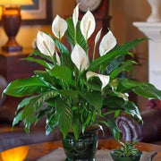 Peace Lily Seeds