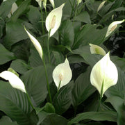 Peace Lily Seeds