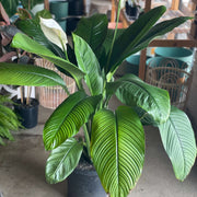 Peace Lily Seeds