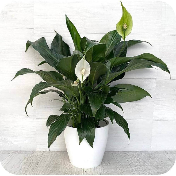 Peace Lily Seeds