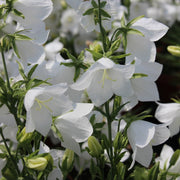 Peach-Leaved Bellflower Seeds