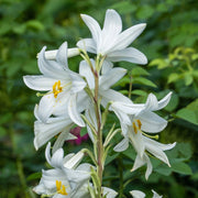 Peach-Leaved Bellflower Seeds
