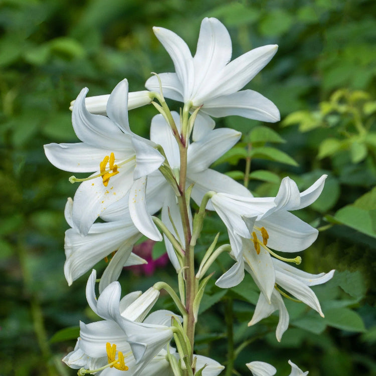 Peach-Leaved Bellflower Seeds