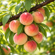 Peach Tree Seeds – Prunus persica