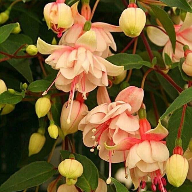 Peach Fuchsia Seeds - Flower Plant