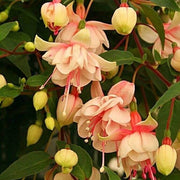 Peach Fuchsia Seeds - Flower Plant
