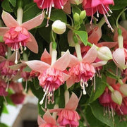 Peach Fuchsia Seeds - Flower Plant