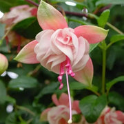 Peach Fuchsia Seeds - Flower Plant