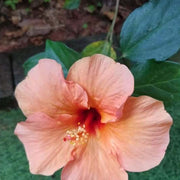 Ornamenta windflower Peach Hibiscus Seeds