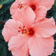 Ornamenta windflower Peach Hibiscus Seeds