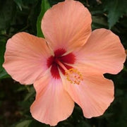 Ornamenta windflower Peach Hibiscus Seeds