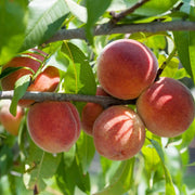 Red Haven Peach Seeds