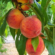 Glohaven Peach Seeds