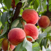 Red Haven Peach Seeds
