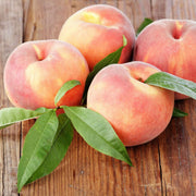 Babcock Peach Seeds