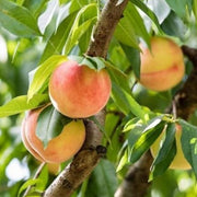 Georgia Belle Peach Seeds