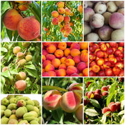 Peach Seeds - All In One For Home Gardens
