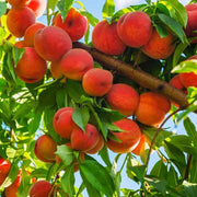Peach Seeds - All In One For Home Gardens