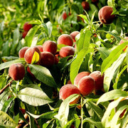 Peach Seeds - All In One For Home Gardens