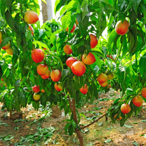 Peach Seeds - All In One For Home Gardens