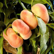 Donut Peach Seeds