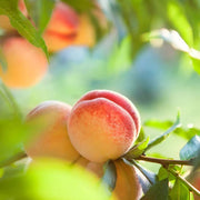 Elberta Peach Seeds