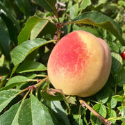 Georgia Belle Peach Seeds
