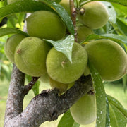 Green Peach Seeds