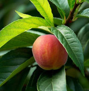 Nemaguard Peach Seeds