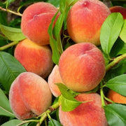 Elberta Peach Seeds