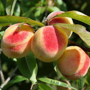 Glohaven Peach Seeds