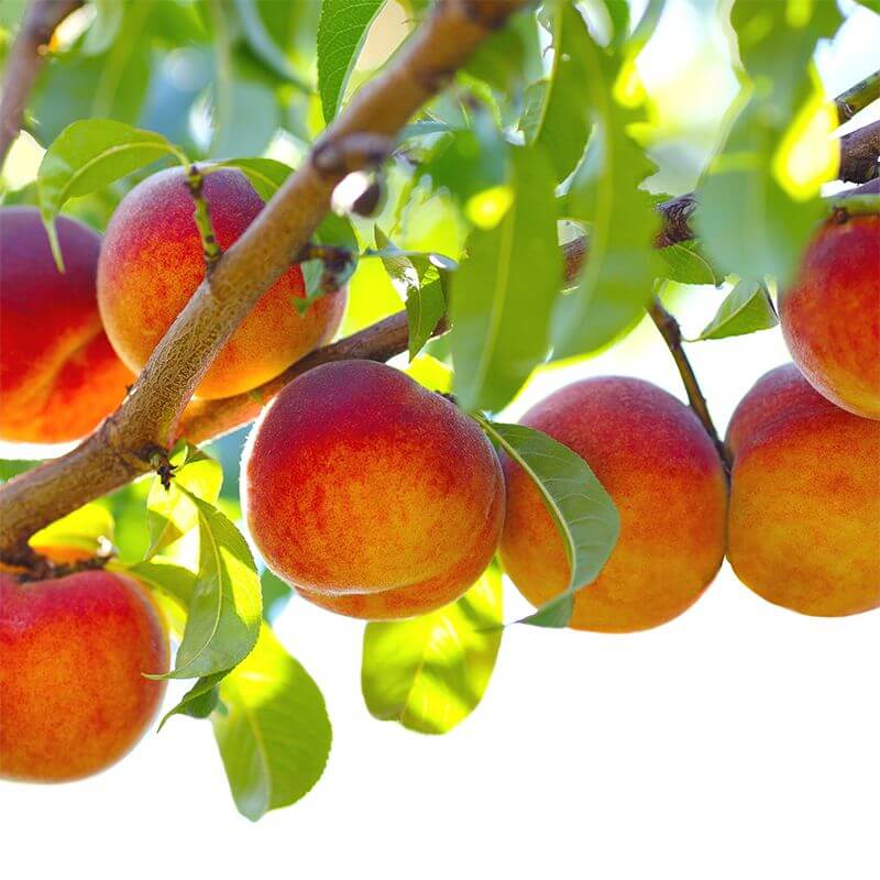 Georgia Belle Peach Seeds