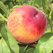 Glohaven Peach Seeds