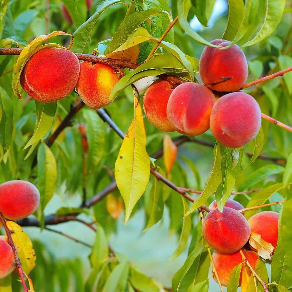 Red Haven Peach Seeds