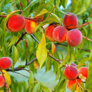 Red Haven Peach Seeds