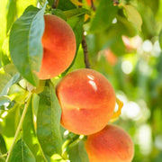 Peach Tree Seeds – Prunus persica